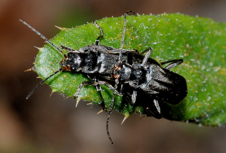 Cantharidae: Cantharis gr. tristis